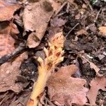 Orobanche flava Flower