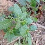 Marsypianthes chamaedrys Hoja
