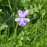 Viola cornuta Blomma