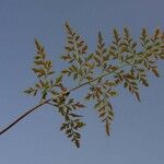 Asplenium cuneifolium Feuille