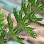 Alchemilla hispidula Leaf