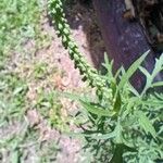 Ambrosia tenuifolia Fruto