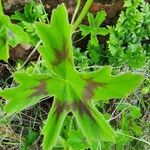 Pelargonium multibracteatum Leaf