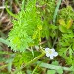 Chaerophyllum tainturieri Цвят