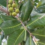 Cupaniopsis anacardioides Leaf