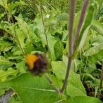 Inula helenium Лист