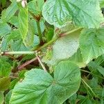 Begonia grandis Celota