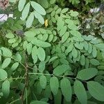 Robinia pseudoacacia Lehti