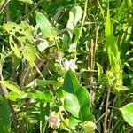 Araujia sericifera Vekstform