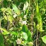 Araujia sericifera Habit