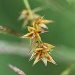 Carex echinata Квітка