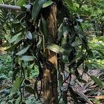 Vanilla planifolia Φύλλο