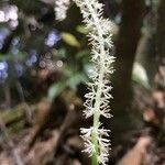 Chamaelirium luteum Flower