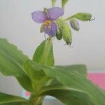 Tinantia erecta Blüte