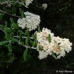 Ceanothus crassifolius Агульны выгляд