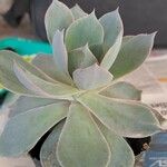 Echeveria canteЛист