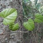 Cissus repens Hábito