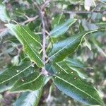 Quercus ilex Leaf