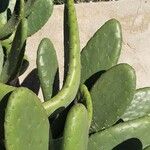 Opuntia ficus-indica Лист