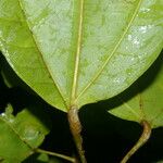 Pleuranthodendron lindenii 葉