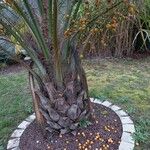 Butia capitata Fruit