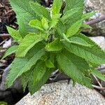 Teucrium canadense Foglia