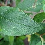 Persicaria campanulata Leaf