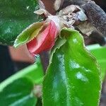 Begonia fuchsioides Flower
