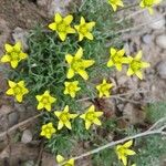 Ranunculus falcatus Flower