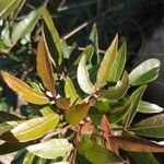 Lithraea molleoides Hoja