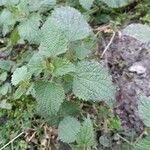 Urtica membranacea Листок