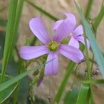 Oxalis latifolia Bloem