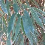 Phyllostachys aurea Leaf