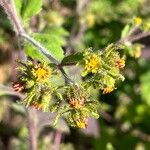 Sigesbeckia orientalis Flower