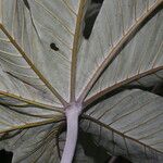 Cecropia insignis Hoja