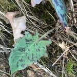 Hieracium glaucinum Leaf