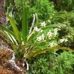 Angraecum striatum Ďalší