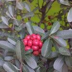 Pyracantha koidzumii Fruit