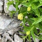 Paederota lutea Fleur