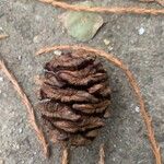 Sequoiadendron giganteumFruit