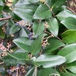 Ligustrum japonicum List