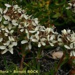 Saponaria lutea Fruto