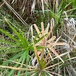 Cyperus alternifoliusLehti