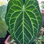 Anthurium clarinervium Yaprak