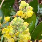 Mahonia aquifolium 花
