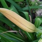 Hemerocallis middendorffii 花