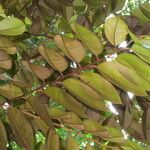 Chrysophyllum cainito Hoja