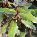 Elaeagnus × submacrophylla Hoja