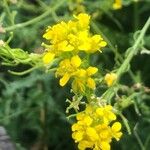 Sisymbrium austriacum Flower