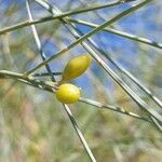 Retama sphaerocarpa Fruit